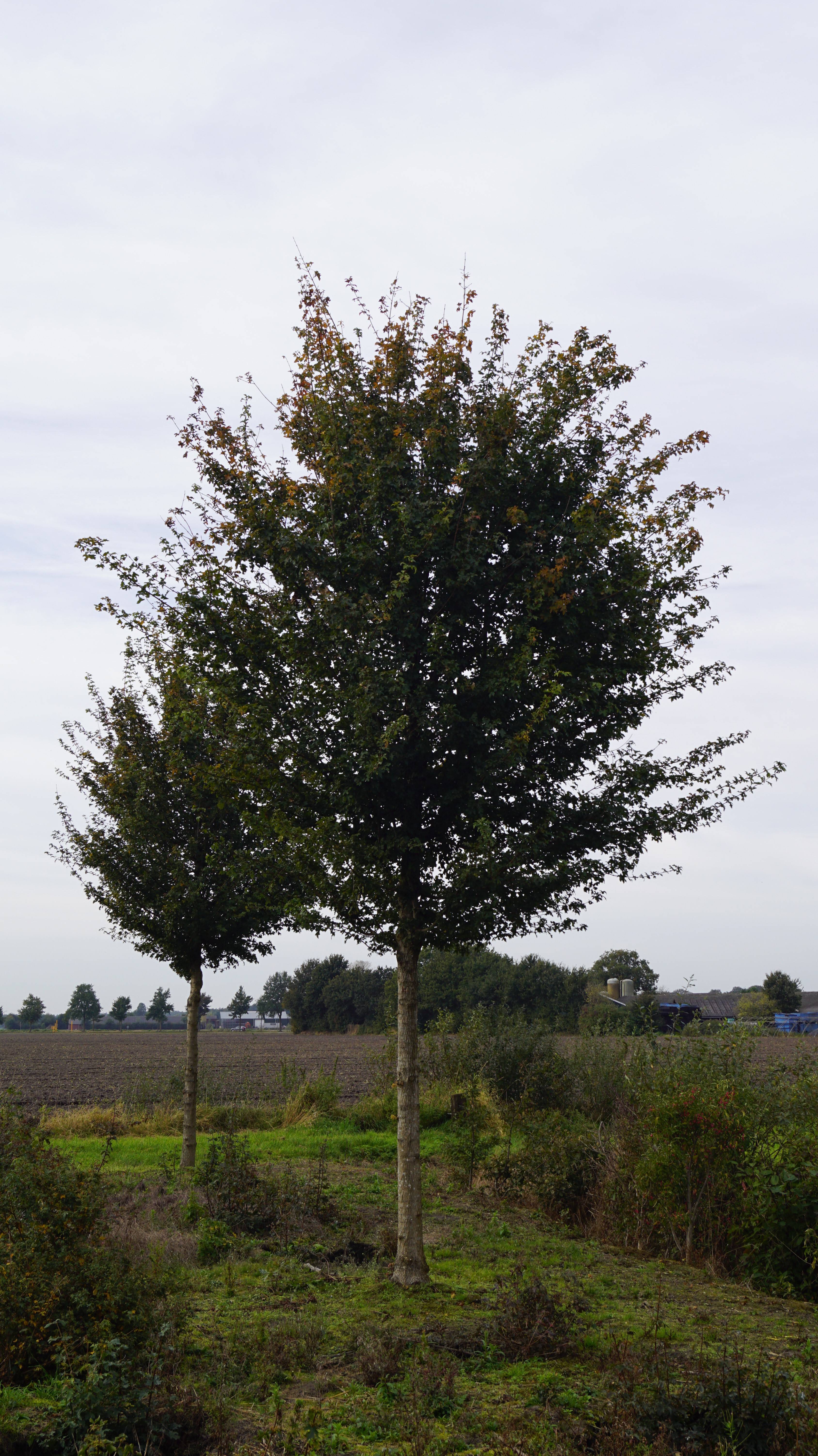 Acer campestre 'Elsrijk' (2)